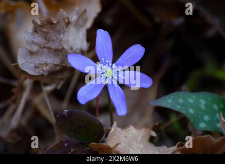 Hepatica nobilis sur fond noir. macro Banque D'Images