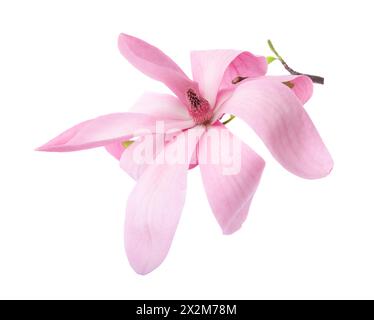 Belle fleur rose de magnolia isolée sur blanc Banque D'Images