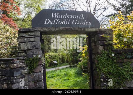 Vue panoramique dans le jardin de Wordsworth Daffodil à Grasmere dans le Lake District, Angleterre, Royaume-Uni Banque D'Images