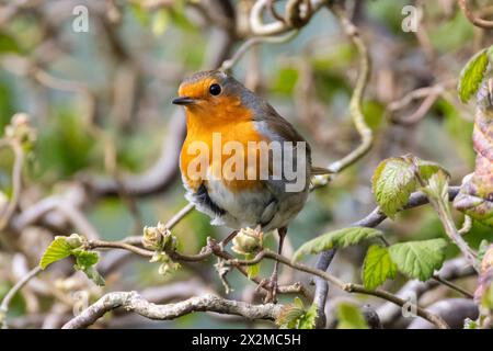Un Robin, Erithacus rubecula est assis sur les branches d'un Hazel tordu. Sussex, Royaume-Uni Banque D'Images