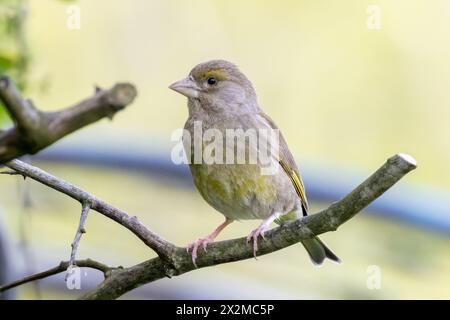 European Greenfinch, Chloris chloris dans un jardin dans le Sussex, Royaume-Uni Banque D'Images
