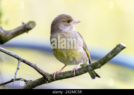 European Greenfinch, Chloris chloris dans un jardin dans le Sussex, Royaume-Uni Banque D'Images