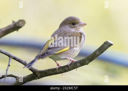 European Greenfinch, Chloris chloris dans un jardin dans le Sussex, Royaume-Uni Banque D'Images
