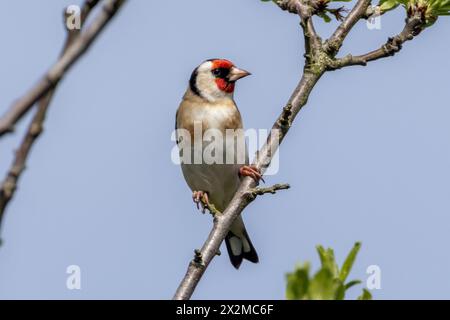 Goldfinch, Carduelis carduelis dans un jardin dans le Sussex, Royaume-Uni Banque D'Images