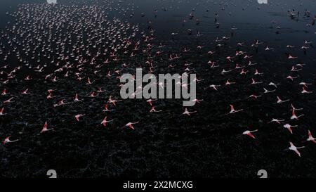 Une vue magnifique sur un grand troupeau de flamants roses à mi-vol au-dessus des eaux sereines, capturée au crépuscule, mettant en valeur la grâce de la faune. Banque D'Images