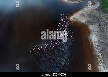 Une photo aérienne capture la beauté des flamants roses en vol, mettant en valeur le contraste entre leur plumage rose et l'eau sombre en dessous. Banque D'Images