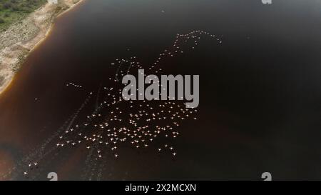 Une prise de vue aérienne capture un troupeau de flamants roses en plein vol, créant un contraste saisissant sur les eaux sombres de la côte avec un rivage sablonneux dans l'arrière-plan Banque D'Images