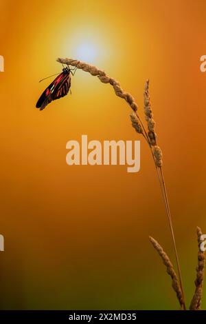 Un papillon heliconius vibrant perché sur une plante élancée sur un fond chaud et doré Banque D'Images