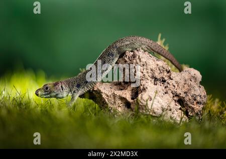 Un lézard géant mâle de Gran Canaria, aux motifs complexes, perche au sommet d'un rocher poreux entouré d'une végétation luxuriante. Banque D'Images