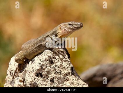 Un lézard géant mâle de Gran Canaria se prélasse sur une surface rocheuse, ses écailles texturées se mélangeant à l'environnement aride. Banque D'Images