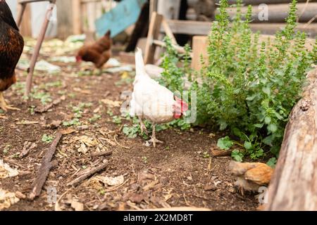 La volaille se promène librement dans une cour de ferme naturelle, avec un accent sur une poule blanche au bord de la verdure Banque D'Images