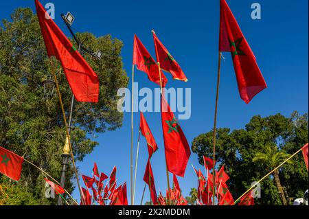 Une série de drapeaux marocains rouge vif, ornés de l'emblème national pentagramme vert, flottent fièrement sur un ciel bleu clair, entouré de verdan Banque D'Images