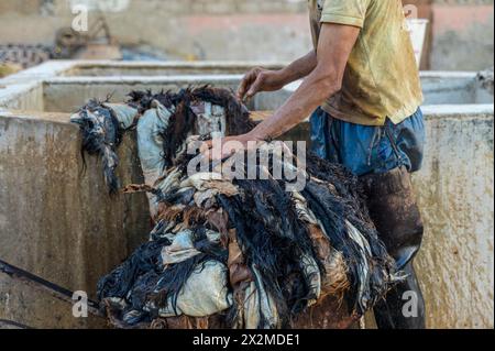 Procédé traditionnel marocain de tannage du cuir dans les anciennes tanneries de Fès, montrant un ouvrier méconnaissable cultivé manipulant des peaux teintes. Banque D'Images