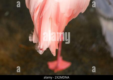 Une photographie en gros plan capturant les délicates plumes roses et la jambe mince d'un flamant rose sur un fond doux Banque D'Images