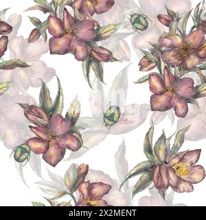 Modèle sans couture de fleurs de printemps faites à l'aquarelle sur un fond blanc. Hellebore, rose d'hiver. Clipart. Une illustration botanique dessinée à la main en R Banque D'Images