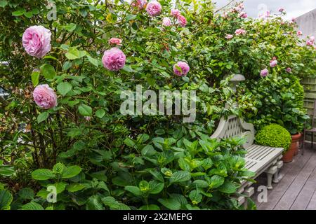 Roses à fleurs roses et siège de jardin sur le quai de Chelsea, Londres, Royaume-Uni Banque D'Images