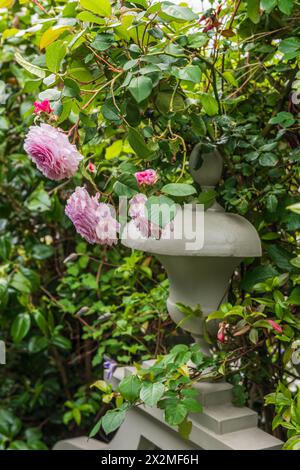 Roses à fleurs roses dans un jardin privé sur le quai de Chelsea, Londres, Royaume-Uni Banque D'Images