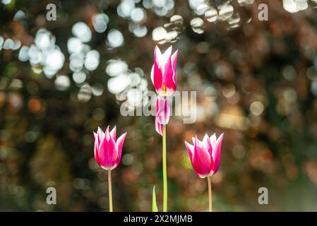 Tulipes d'espèces mauves roses poussant en fleurs dans un jardin de campagne au printemps avec un fond bokeh Banque D'Images