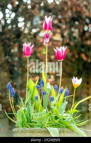 Tulipes d'espèces mauves roses poussant en fleurs dans un jardin de campagne au printemps avec un fond bokeh Banque D'Images