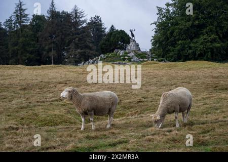 Pâturage de moutons au Newfoundland Memorial Park, Beaumont Hamel, France Banque D'Images