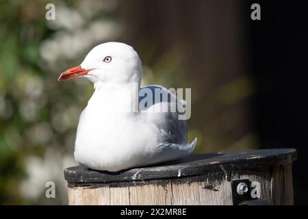 Les mouettes sont connues pour leurs plumes blanches et grises, leur bec fort et leurs pieds palmés. Banque D'Images