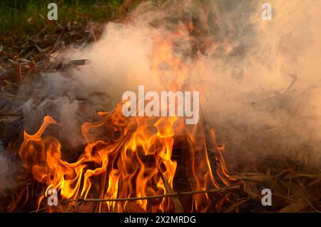 Flammes de feu avec de la fumée sur un fond noir Banque D'Images
