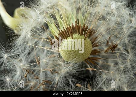 Macro de plante de pissenlit avec des graines. Certaines graines sont déjà manquantes. Concept de fragilité et de transitoires. Banque D'Images