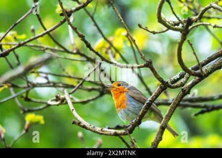 robin européen (erithacus rubecula) perché dans un environnement boisé naturel Banque D'Images