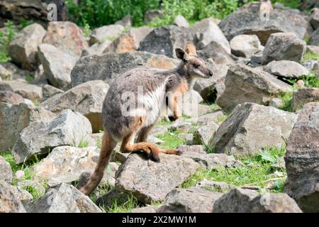 le wallaby rocheux à pieds jaunes grimpe sur la colline rocheuse Banque D'Images