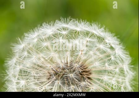 Rottweil, Allemagne. 23 avril 2024. Une plante de pissenlit fleurit sur une prairie dans un jardin. Crédit : Silas Stein/dpa/Alamy Live News Banque D'Images