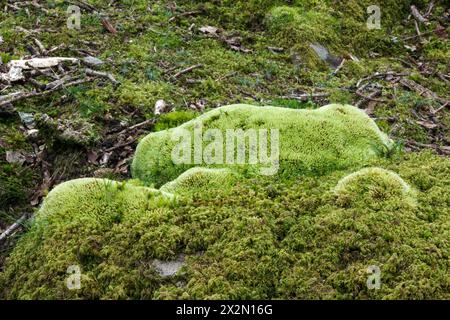 Ici, la mousse Leucobryum glaucum pousse avec la mousse Isothecium myosuroides dans un bois de Snowdonia. Banque D'Images