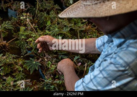 Homme senior latino-américain avec chapeau de paille travaillant dans sa pépinière. Concept jardinage, retraités, loisirs et loisirs. Banque D'Images