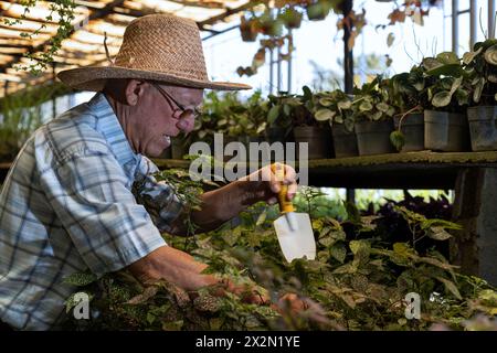 Homme senior latino-américain avec chapeau de paille travaillant dans sa pépinière. Concept jardinage, retraités, loisirs et loisirs. Banque D'Images