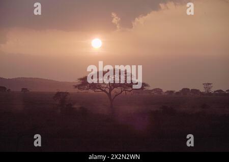 Coucher de soleil derrière Acacia Tree, Tanzanie Banque D'Images