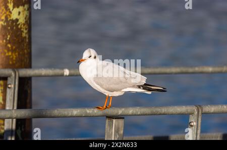 Eine Möwe geniesst die wärmende Herbstsonne auf einem Geländer beim Konstanzer Hafen. (Konstanz, Deutschland, 20.11.2022) Banque D'Images