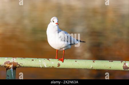 Eine Möwe geniesst die wärmende Herbstsonne auf einem Geländer beim Konstanzer Hafen. (Konstanz, Deutschland, 20.11.2022) Banque D'Images