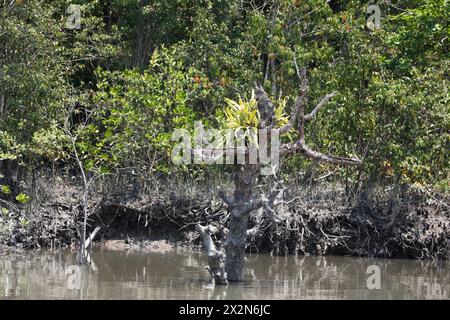 Khulna, Bangladesh - 13 avril 2024 : les Sundorbons sont la plus grande forêt de mangroves du monde. Un site du patrimoine mondial de l'UNESCO et sanctuaire de la faune a Banque D'Images