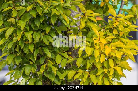 Auf dem Gelände des Forschungszentrum in Garching im Freistaat Bayern werden die schönen Herbstfarben an den Blättern der Bäume sichtbar. (Garching b. Banque D'Images