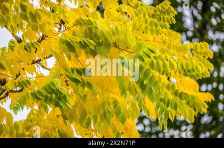 Auf dem Gelände des Forschungszentrum in Garching im Freistaat Bayern werden die schönen Herbstfarben an den Blättern der Bäume sichtbar. (Garching b. Banque D'Images