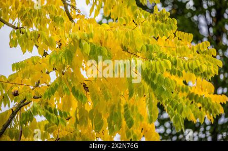 Auf dem Gelände des Forschungszentrum in Garching im Freistaat Bayern werden die schönen Herbstfarben an den Blättern der Bäume sichtbar. (Garching b. Banque D'Images