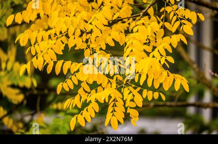 Auf dem Gelände des Forschungszentrum in Garching im Freistaat Bayern werden die schönen Herbstfarben an den Blättern der Bäume sichtbar. (Garching b. Banque D'Images