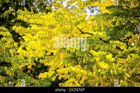 Auf dem Gelände des Forschungszentrum in Garching im Freistaat Bayern werden die schönen Herbstfarben an den Blättern der Bäume sichtbar. (Garching b. Banque D'Images