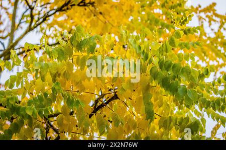 Auf dem Gelände des Forschungszentrum in Garching im Freistaat Bayern werden die schönen Herbstfarben an den Blättern der Bäume sichtbar. (Garching b. Banque D'Images