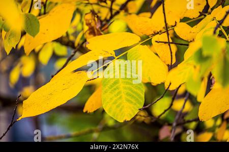 Auf dem Gelände des Forschungszentrum in Garching im Freistaat Bayern werden die schönen Herbstfarben an den Blättern der Bäume sichtbar. (Garching b. Banque D'Images