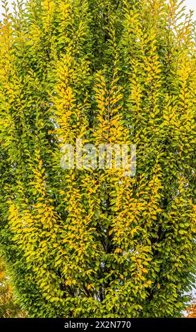 Auf dem Gelände des Forschungszentrum in Garching im Freistaat Bayern werden die schönen Herbstfarben an den Blättern der Bäume sichtbar. (Garching b. Banque D'Images