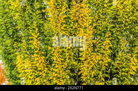 Auf dem Gelände des Forschungszentrum in Garching im Freistaat Bayern werden die schönen Herbstfarben an den Blättern der Bäume sichtbar. (Garching b. Banque D'Images