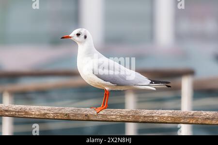 Eine Möwe sitzt auf einem Geländer im Uferbereich des Bodensees. (Konstanz, Deutschland, 20.11.2022) Banque D'Images