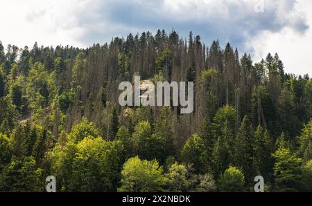 Blick auf die Tannenbäume, welche typisch sind für den Schwarzwald. (Dachsberg, Allemagne, 01.08.2022) Banque D'Images