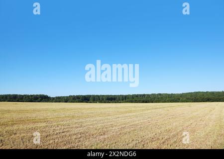 champ avec de l'herbe sèche près du bois Banque D'Images