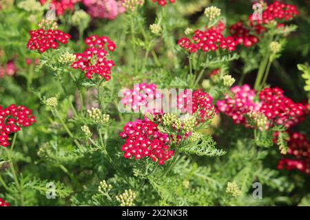 Jaune commun rouge (Achillea millefolium) - plante de miel et jardin pérenne Banque D'Images